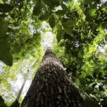 Ministério da Integração e do Desenvolvimento Regional lança Planos de Desenvolvimento e Integração da Faixa de Fronteira (PDIFFs) do Arco Norte e de Rondônia (10/06)