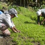 Renegociação das dívidas rurais mobiliza Congresso e setor produtivo para garantir produção de alimentos e estabilidade econômica