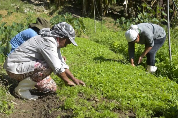 Congresso e setor produtivo debatem renegociação de dívidas rurais e seguro rural (segunda-feira)