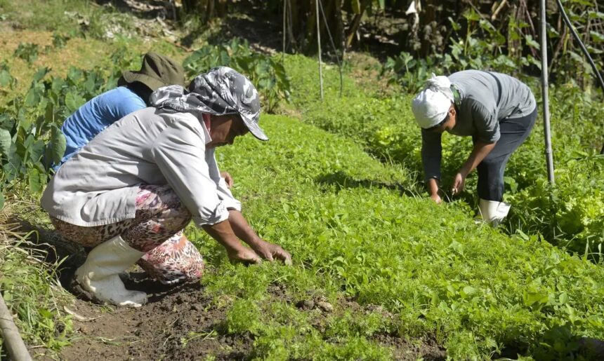 Congresso e setor produtivo debatem renegociação de dívidas rurais e seguro rural (segunda-feira)