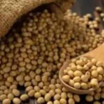 Soja e Trigo registram valorização em mercado de grãos do Paraná e Rio Grande do Sul (09/06/2026)