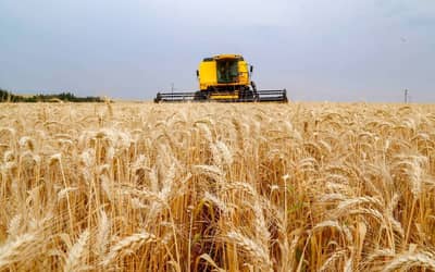Soja e Trigo registram alta de preços no Paraná e no Rio Grande do Sul (19/06)