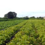 Parlamentares defendem continuidade da tramitação do Projeto de Lei 2951/24 para ampliar a proteção ao setor agropecuário (dia 10, 10/05)