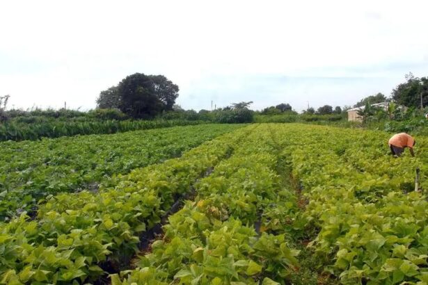 Parlamentares defendem continuidade da tramitação do Projeto de Lei 2951/24 para ampliar a proteção ao setor agropecuário (dia 10, 10/05)