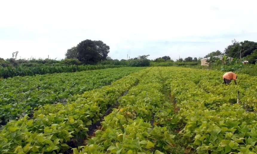 Parlamentares defendem continuidade da tramitação do Projeto de Lei 2951/24 para ampliar a proteção ao setor agropecuário (dia 10, 10/05)
