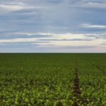 Projeto de Lei 2951/24: Uma Vez Mais, Senado Federal, Para Ampliar a Proteção aos Produtores Rurais (Aguarda Análise)