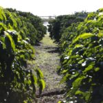 Projeto de Lei que Reformula Política Agrícola e Programa de Subvenção ao Seguro Rural é Aprovado pela Câmara dos Deputados (fim de maio)