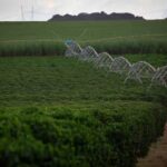 Setor produtivo e parlamentar paraenses esperam rapidez na aprovação da reforma do seguro rural