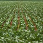 Ministério da Agricultura Atualiza Preços Mínimos para Produtos de Verão e Regionais (13/07/2026)