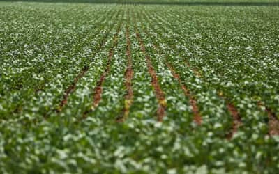 Ministério da Agricultura Atualiza Preços Mínimos para Produtos de Verão e Regionais (13/07/2026)