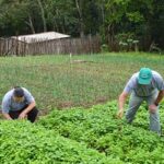 Agricultores Familiares da Amazônia Legal Podem Aderir ao Desenrola Rural (até 20 de dezembro de 2026)