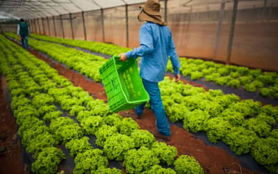 Governo publica resolução para renegociação das dívidas rurais – (até 12 de novembro)
