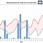 Alerta Fitossanitário: Chuvas Altemas Ameaçam Safra de Trigo na Região Sul (próximos dias)