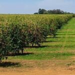 Instituto Nacional de Meteorologia divulgou prognóstico agroclimático para julho, agosto e setembro de 2026