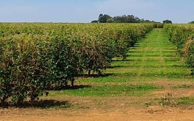 Instituto Nacional de Meteorologia divulgou prognóstico agroclimático para julho, agosto e setembro de 2026