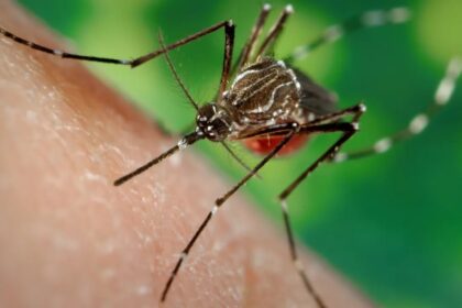 Ministério da Saúde alerta para possibilidade de aumento de arboviroses no Brasil devido ao El Niño