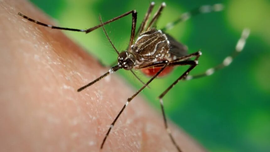 Ministério da Saúde alerta para possibilidade de aumento de arboviroses no Brasil devido ao El Niño