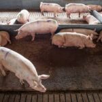 Comissão da Câmara aprova projeto que repactua repasses da produção pecuária (sexta-feira, 13 de maio de 2022)