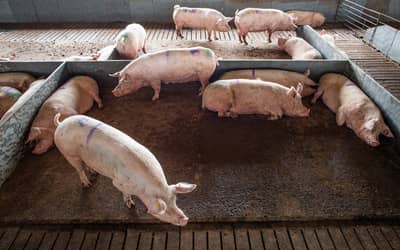 Comissão da Câmara aprova projeto que repactua repasses da produção pecuária (sexta-feira, 13 de maio de 2022)