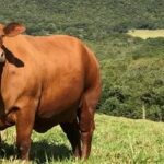 Preço do boi gordo cai em São Paulo e outros produtos da agricultura são analisados