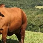 Boi gordo hoje: confira cotações para esta segunda-feira (10)