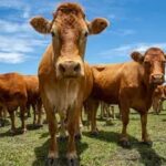 Preços de Carne e Frango em São Paulo: Análise dos Últimos Dias (segunda-feira, 3)