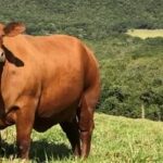 Preços da carne caem em São Paulo: boi gordo, frango e suíno registraram variações em agosto (6/08/2026)