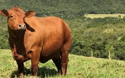 Preços da carne caem em São Paulo: boi gordo, frango e suíno registraram variações em agosto (6/08/2026)