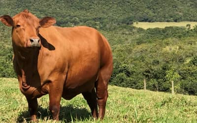 Preços de Carne e Aviário registram mudanças no mercado paulista (04/08)