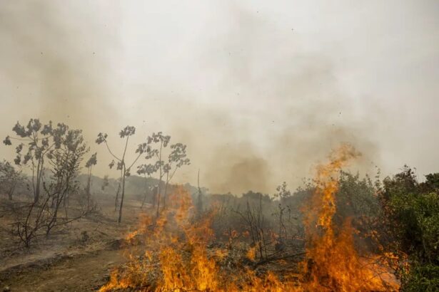 Incêndios Florestais e El Niño: Alerta para o Segundo Semestre (12/08)