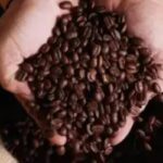 Café hoje: confira as cotações para esta segunda-feira (3)