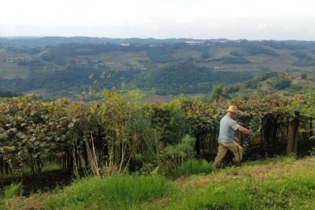 Declaração do Imposto sobre a Propriedade Territorial Rural (DITR) de 2026: O que mudou e como fazer