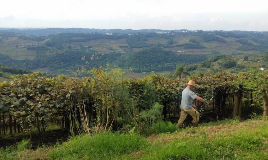 Declaração do Imposto sobre a Propriedade Territorial Rural (DITR) de 2026: O que mudou e como fazer
