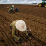 Ministério da Agricultura é acusado de atrasar pagamento de R$ 141 milhões ao PSR