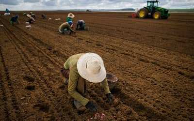 Ministério da Agricultura é acusado de atrasar pagamento de R$ 141 milhões ao PSR