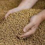 Soja e Trigo: Preços mudam no Paraná e Rio Grande do Sul (05/08)