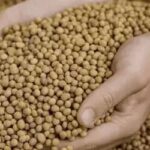 Soja e Trigo: Mercado Paranaense registra variações em preços.