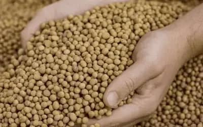 Soja e Trigo: Mercado Paranaense registra variações em preços.