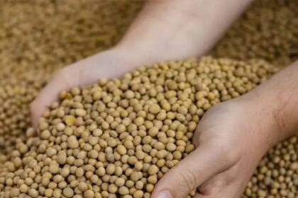 Soja e trigo se mantêm estáveis no mercado paranaense