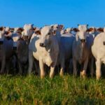 Valor Bruto da Produção Agropecuária é estimado em R$ 1,39 trilhão em julho