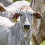 Boi gordo sobe 0,40% na quinta-feira (3)