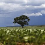 Crédito Rural no Brasil já alcançou R$ 65,7 bilhões em julho e agosto de 2026