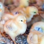 Incubadora na Região Sul mata 35 mil pintinhos machos em trituração