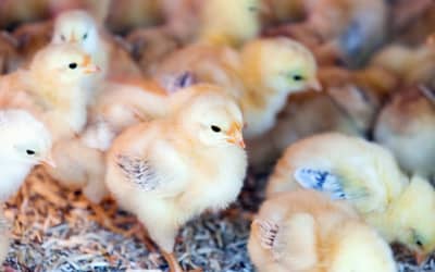 Incubadora na Região Sul mata 35 mil pintinhos machos em trituração