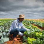 Frente Parlamentar da Agropecuária exige ajustes na Medida Provisória 1.376/2026