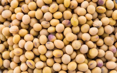 Soya and Wheat Prices Edge Higher in Paraná and Rio Grande do Sul (25/09/2026)