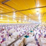 México suspende importação de aves brasileiras após foco da Doença de Newcastle em Santa Catarina