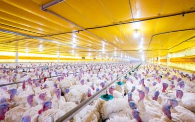 México suspende importação de aves brasileiras após foco da Doença de Newcastle em Santa Catarina