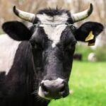 Preços de carne e aves apresentam variações modestas na última semana