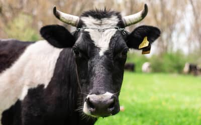 Preços de carne e aves apresentam variações modestas na última semana